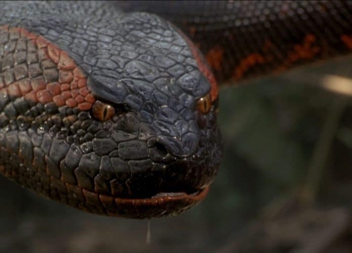 anaconda