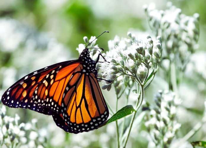 imagem mostra uma borboletas de asas laranja e preta, parada numa flor enquanto se alimenta do pólen e nectar