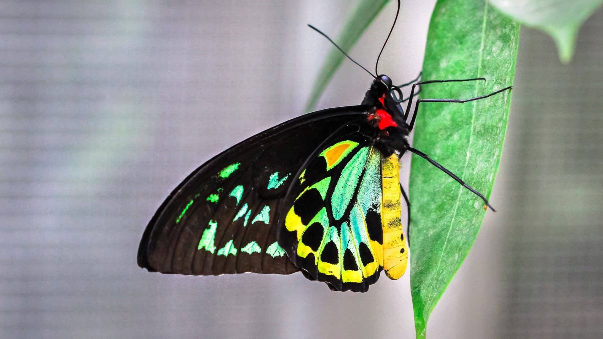 borboleta parada em uma folha