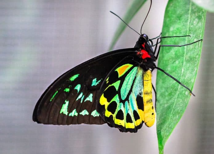 borboleta parada em uma folha