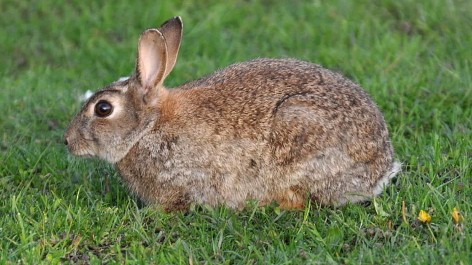 6 animais que mudam de comportamento de acordo com a Lua - Olhar Digital