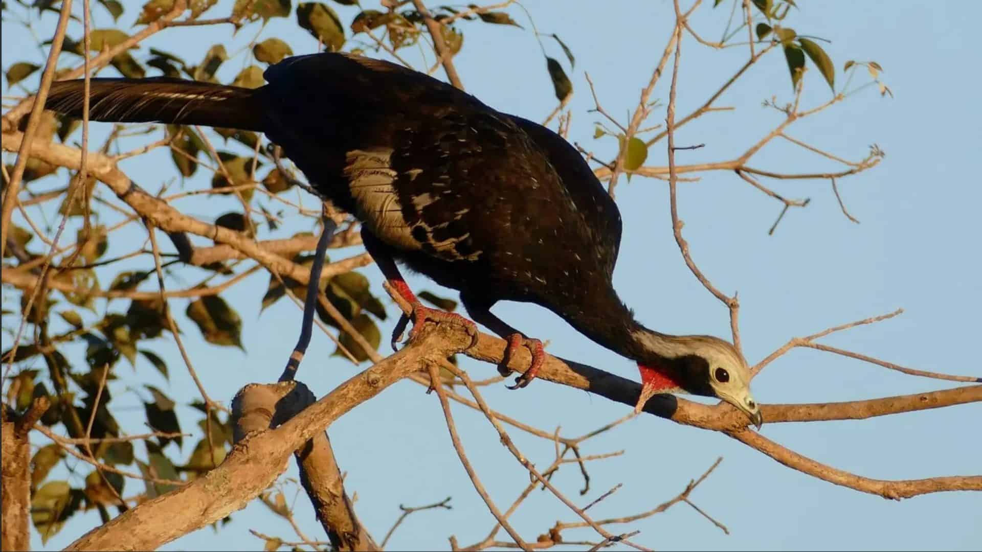 Pássaro Cajubi em cima de um galho de árvore