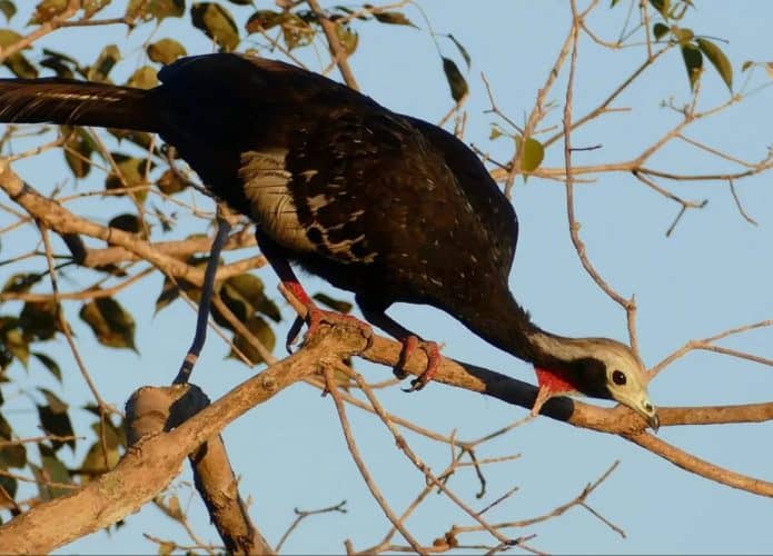 Pássaro Cajubi em cima de um galho de árvore