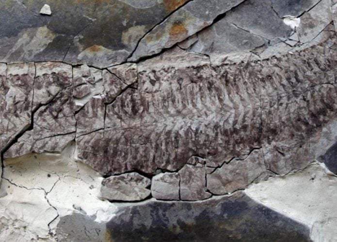 fossil-1-695x500