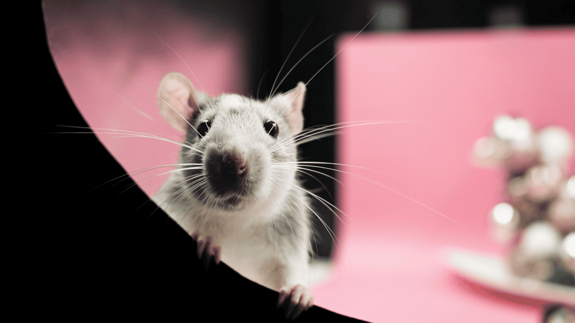 imagem mostra um rato/camundongo olhando diretamente para você