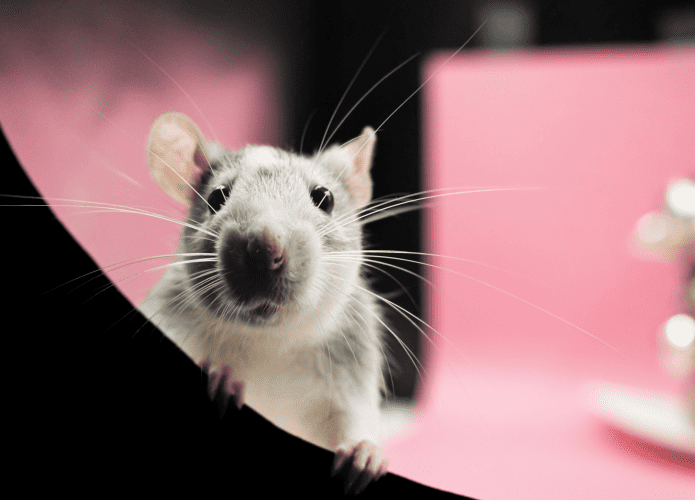 imagem mostra um rato/camundongo olhando diretamente para você