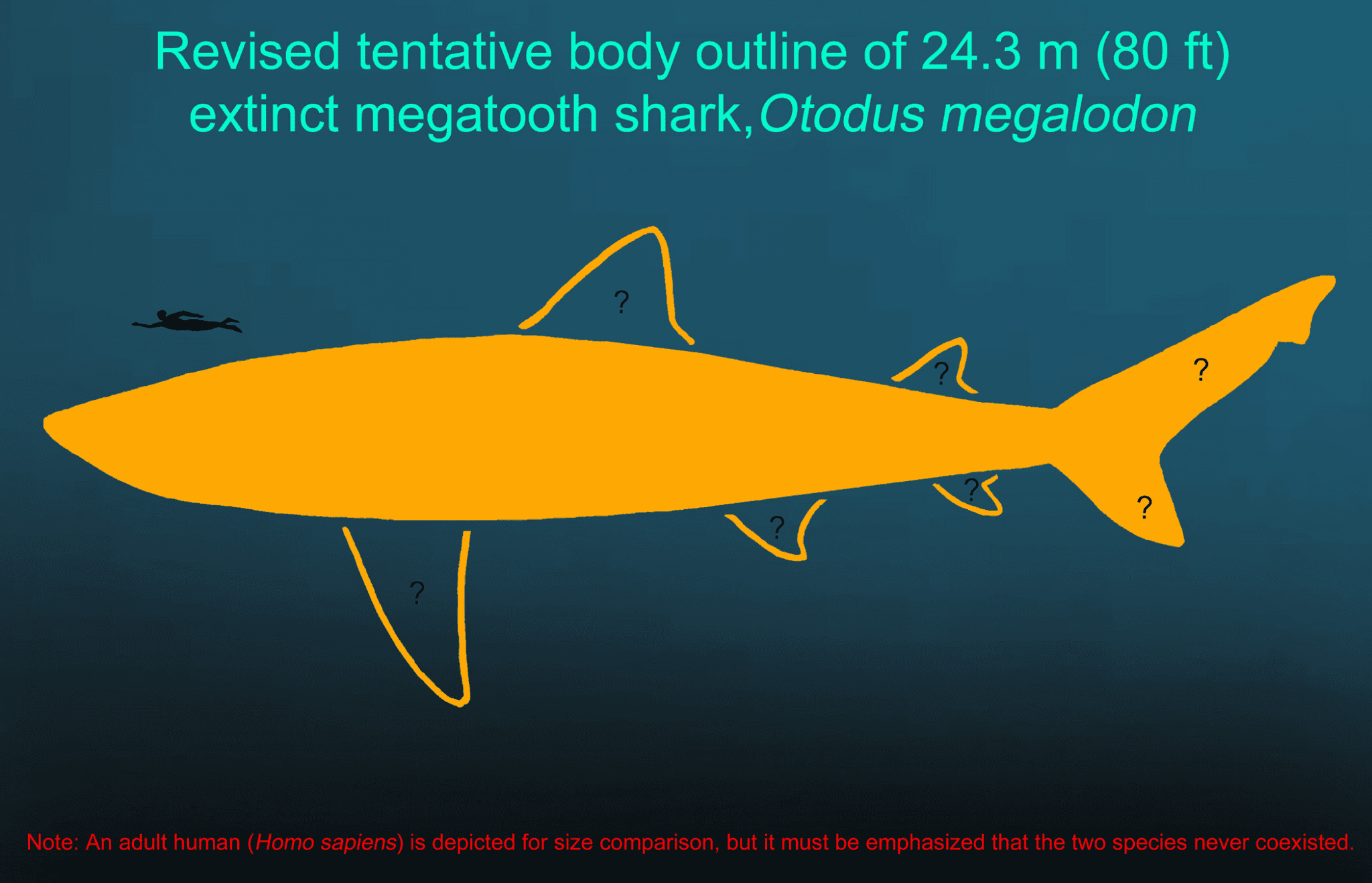 Megalodon: estudo estima o tamanho do tubarão pré-histórico - Olhar Digital