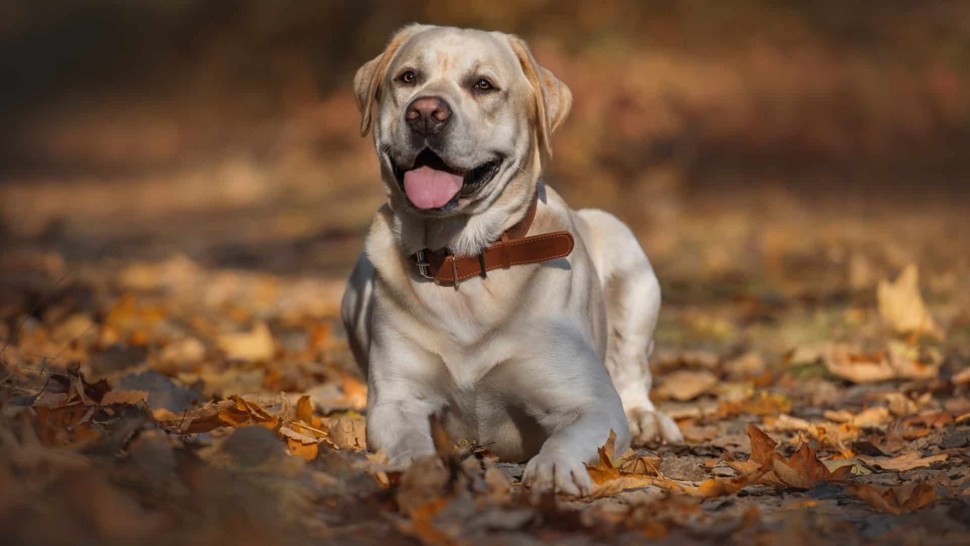 labrador-1920x1080