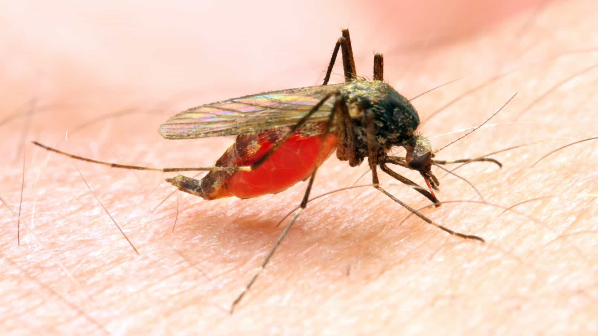 malaria-1920x1080