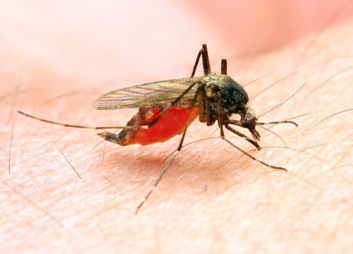 malaria-695x500