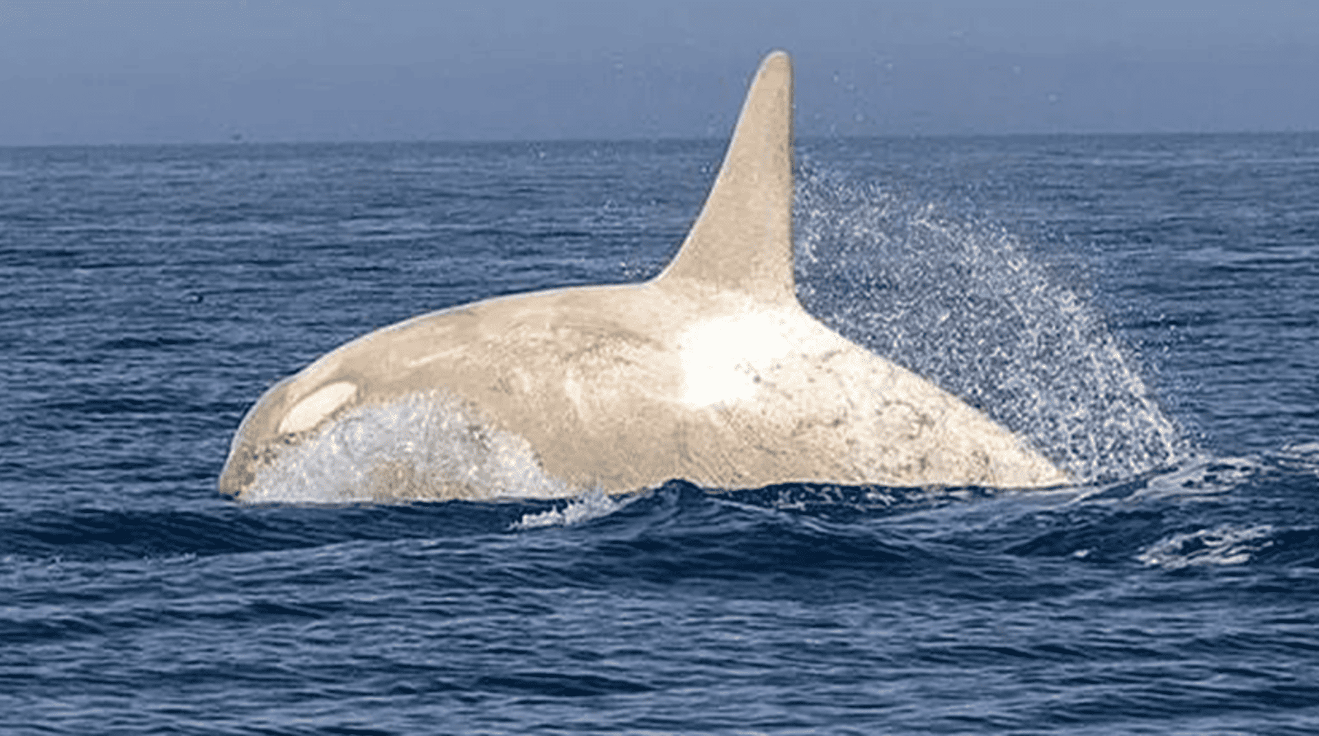 orca-branca-1-1920x1072.png