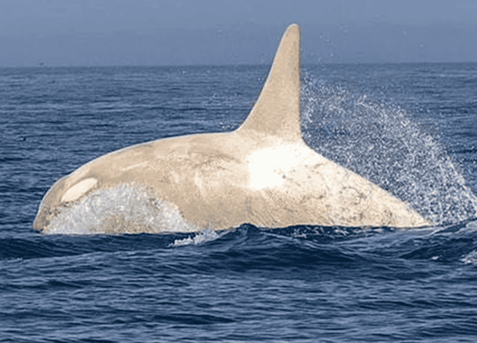 orca-branca-1-695x500.png