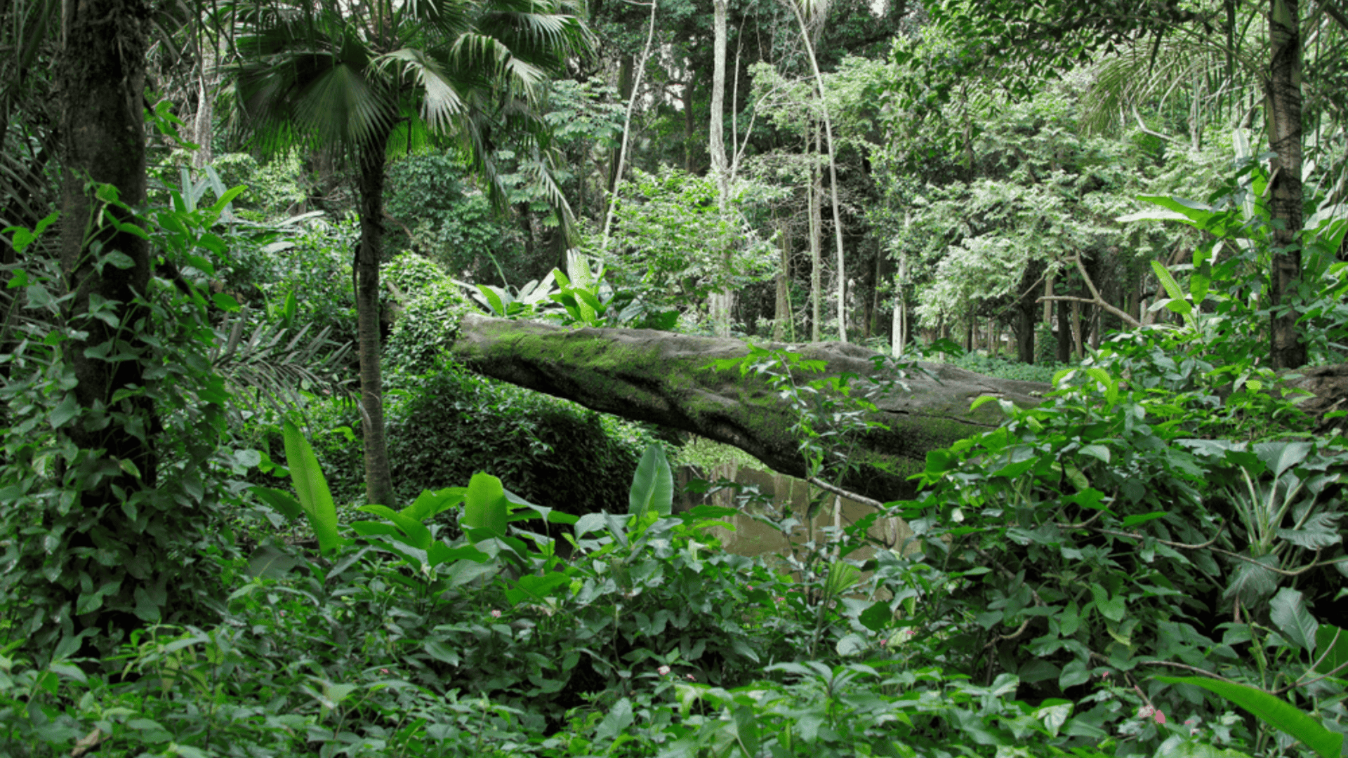 Foto de uma floresta no Rio de Janeiro