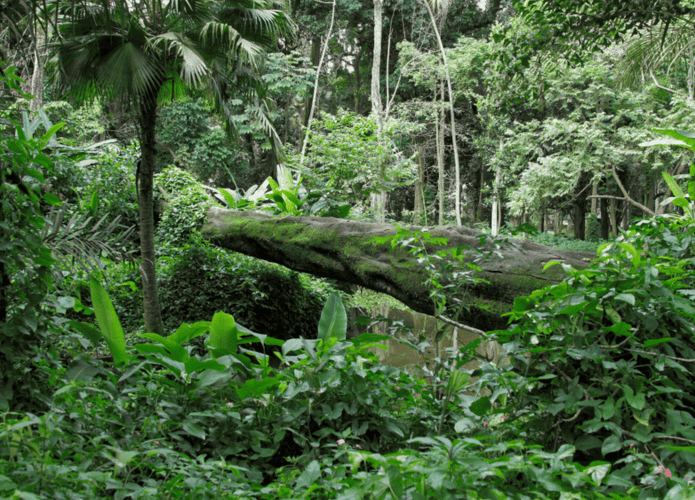 Foto de uma floresta no Rio de Janeiro