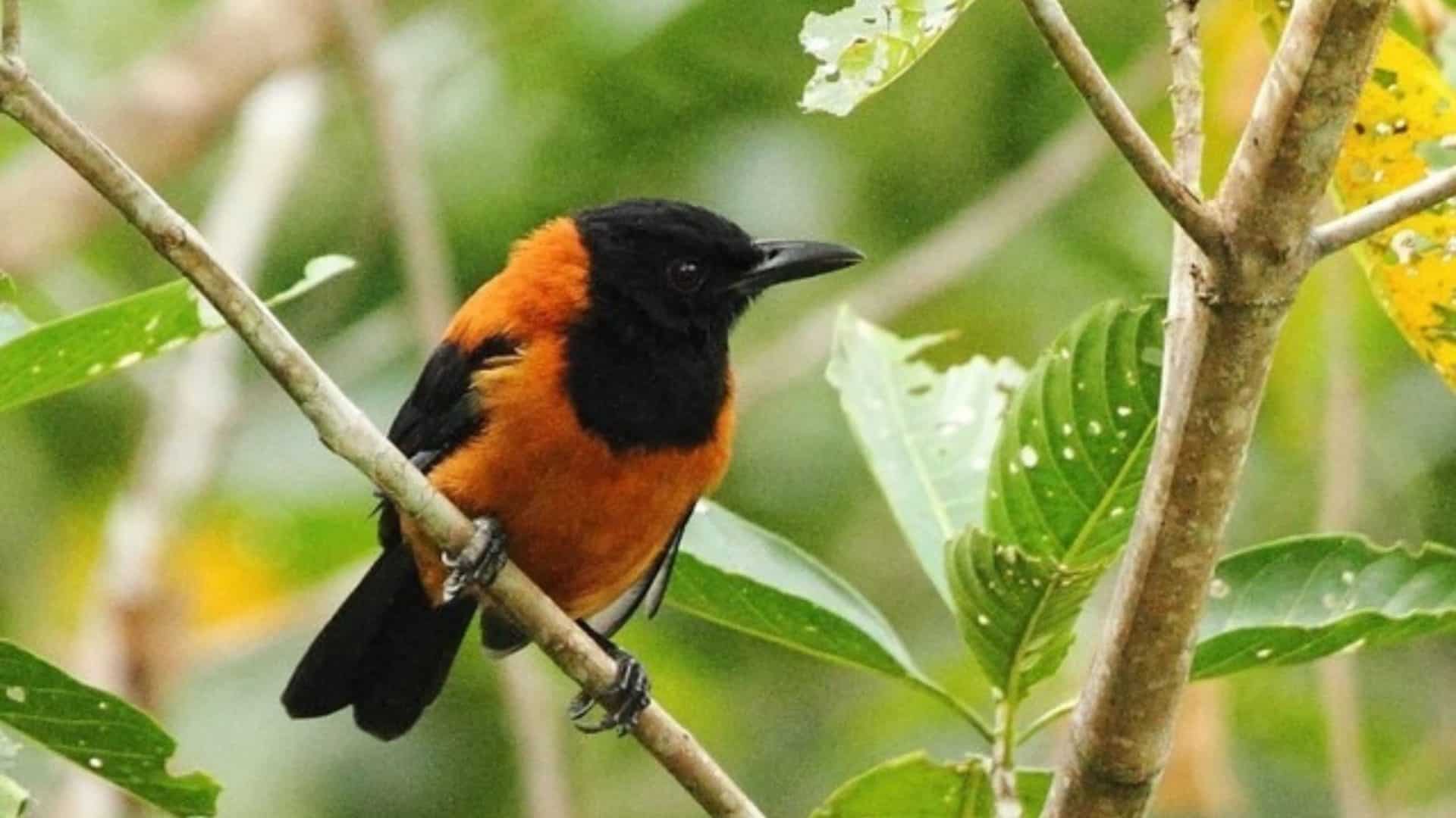 pássaro laranja com a cabeça e o rabo pretos, em cima de um galho com arvore no fundo