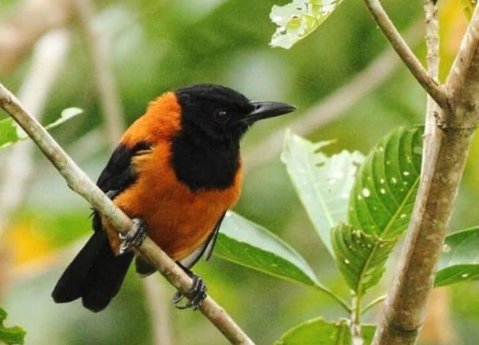 pássaro laranja com a cabeça e o rabo pretos, em cima de um galho com arvore no fundo