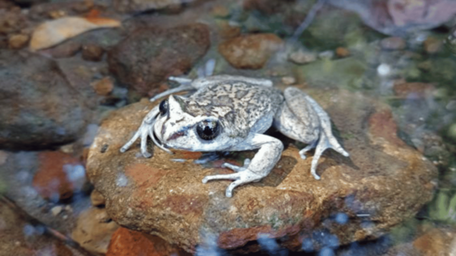 sapo-raro-1-1920x1080.png