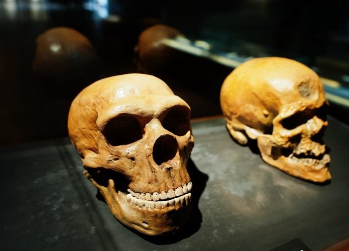 evolução humana