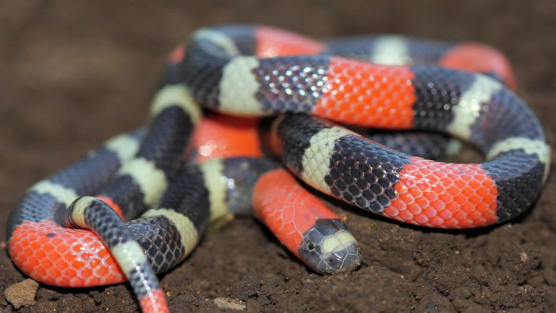 coral verdadeira