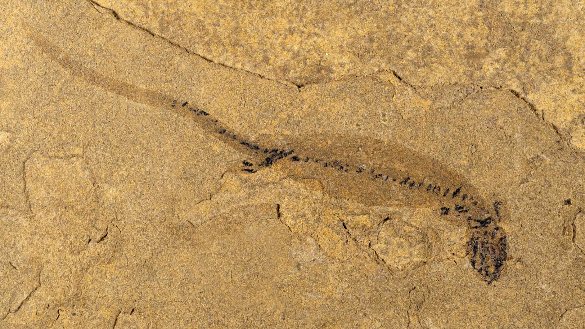 temnospondyli-1-1920x1080