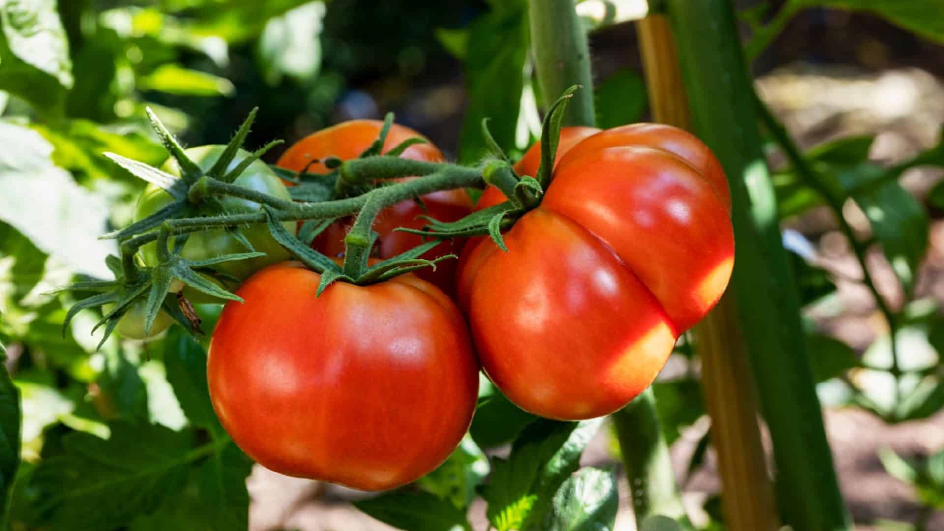 tomate