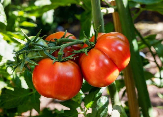 tomate