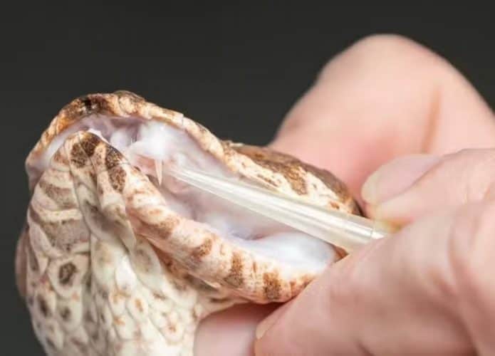 Víbora-da-morte com três presas é descoberta na Austrália