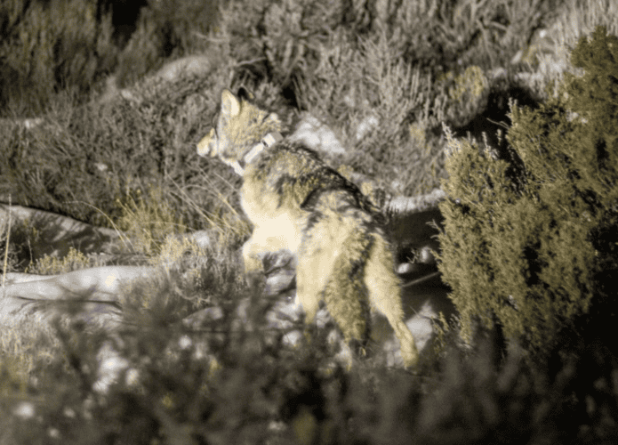 Lobo de costas