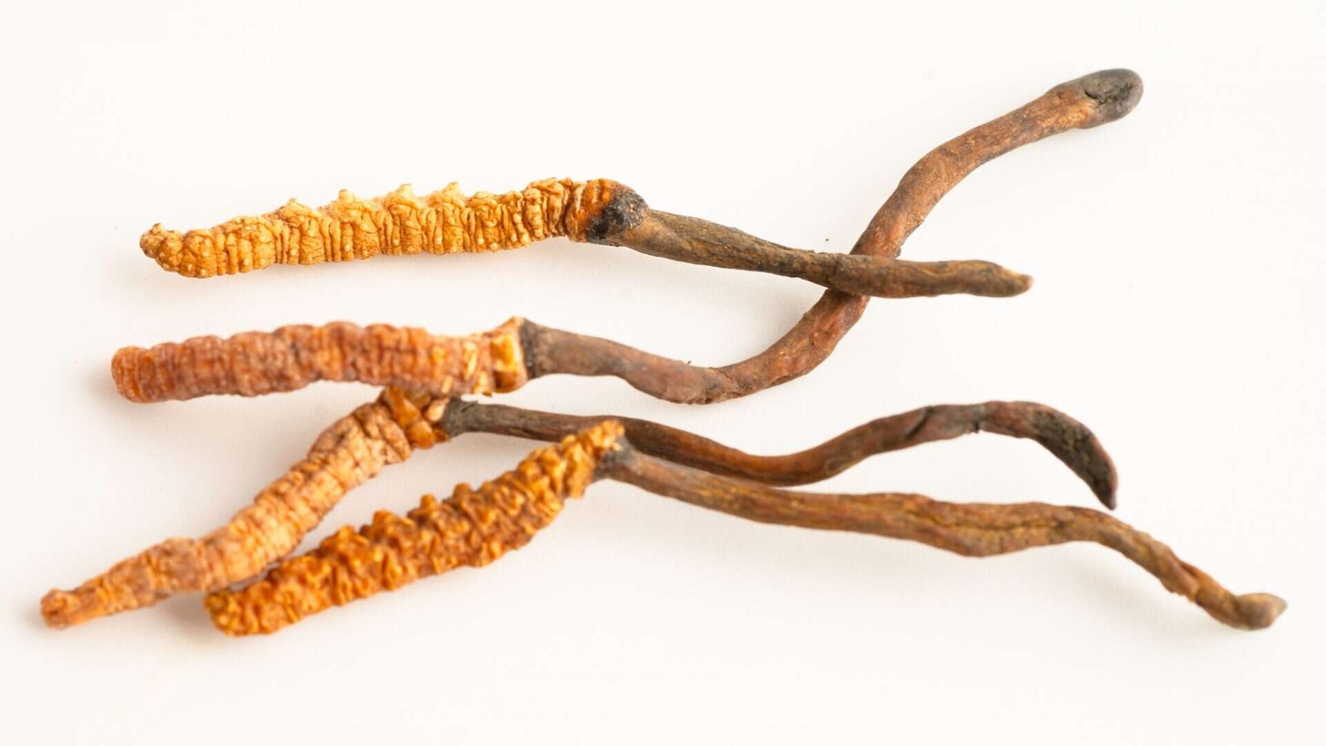 Cordycepin-1-1920x1080