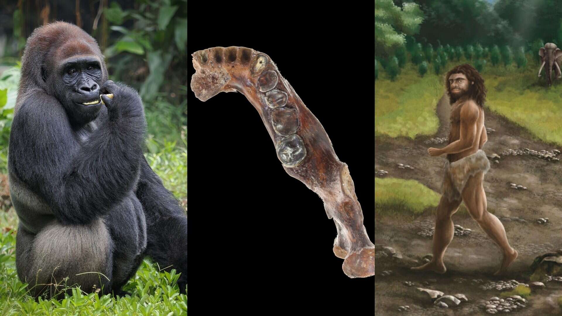 Montagem com imagens de gorila, fóssil e ilustração de homem denisovano