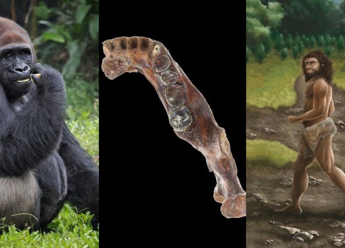 Montagem com imagens de gorila, fóssil e ilustração de homem denisovano
