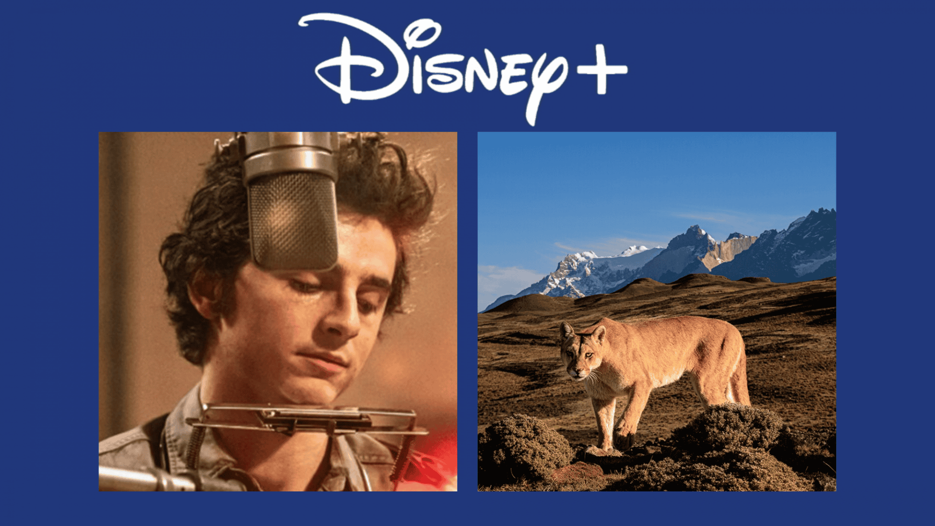 Disney+