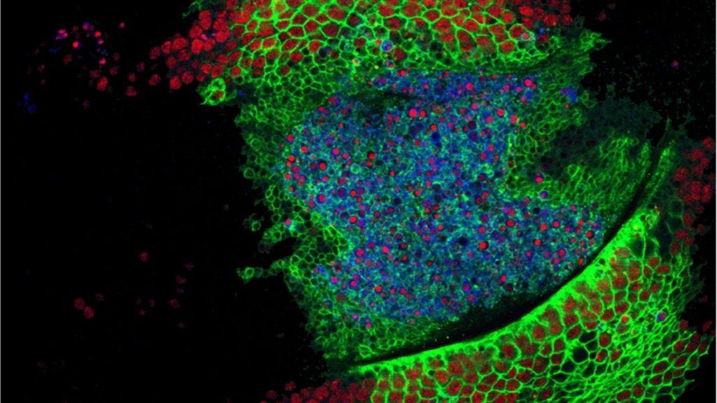 Imagem de microscópio de elementos fluorescentes