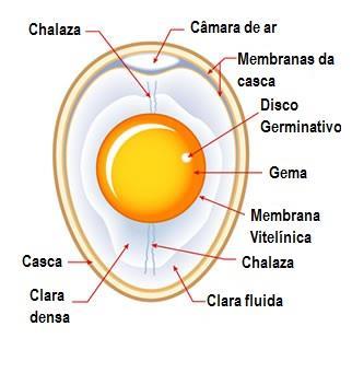 Estrutura de um ovo