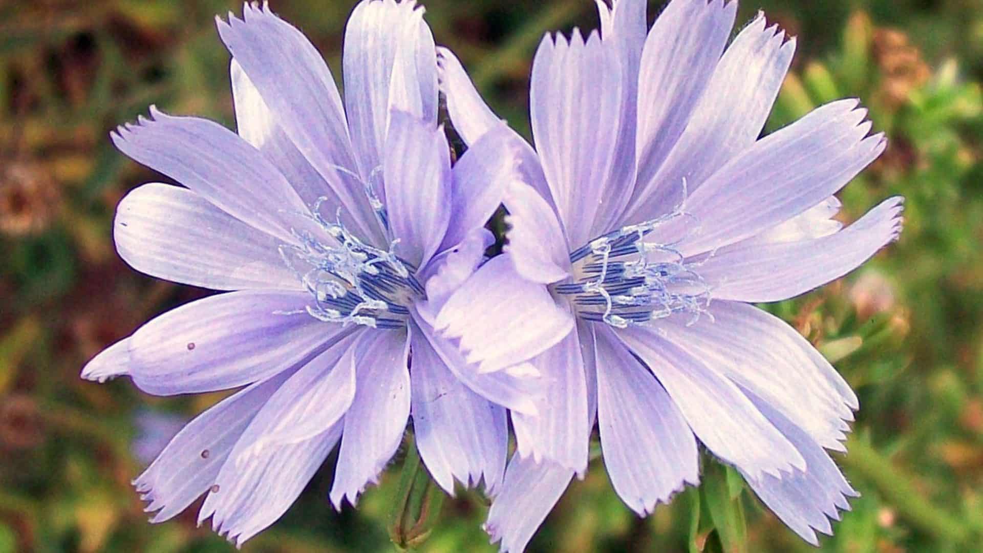 Cichorium intybus