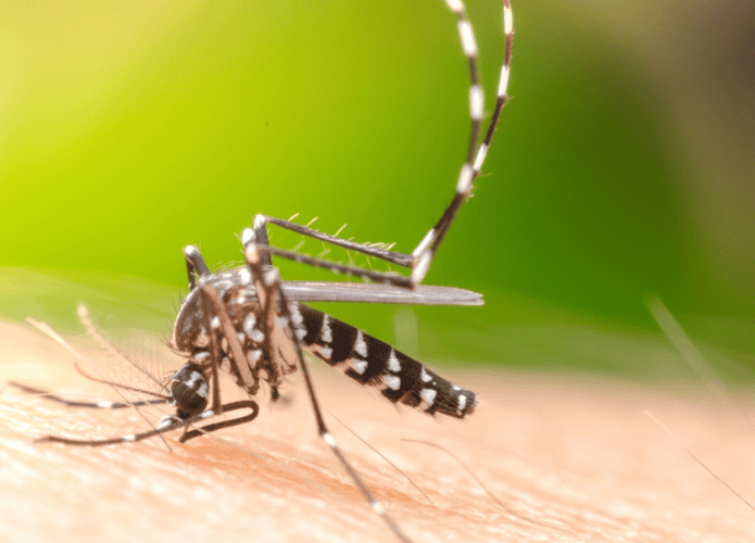 imagem mostra o mosquito da dengue pousando no corpo humano, alimentand-se de sangue