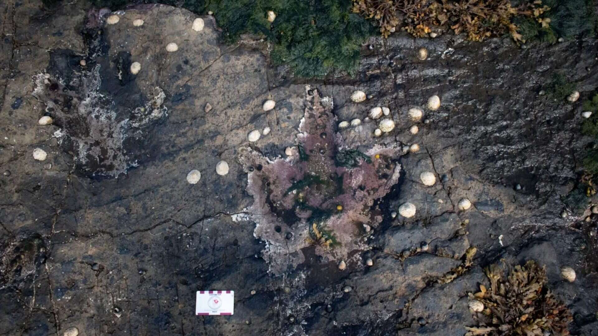 Pegada de dinossauro na Escócia