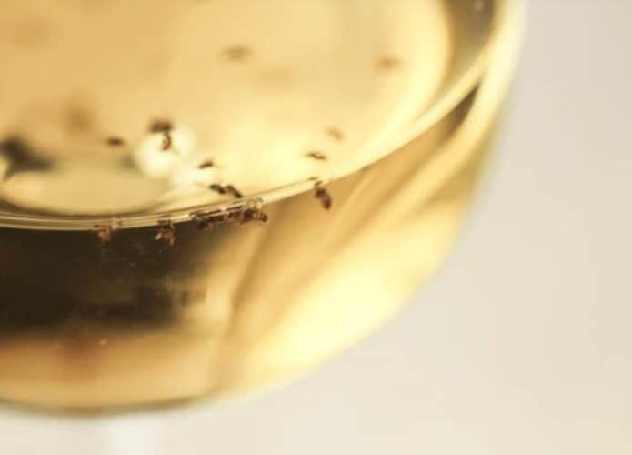 taça com bebida cheia de mosquitos de fruta