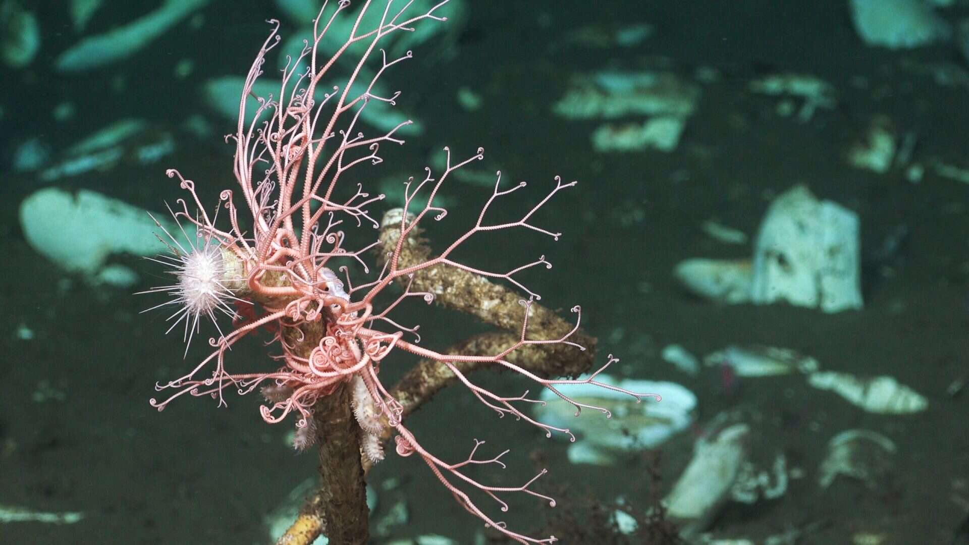 Uma estrela cesto, ouriço-do-mar e estrela-do-mar em um invólucro de verme tubular perto do Concepción Seep, na costa do Chile. Conchas de moluscos bivalves também podem ser vistas ao fundo.