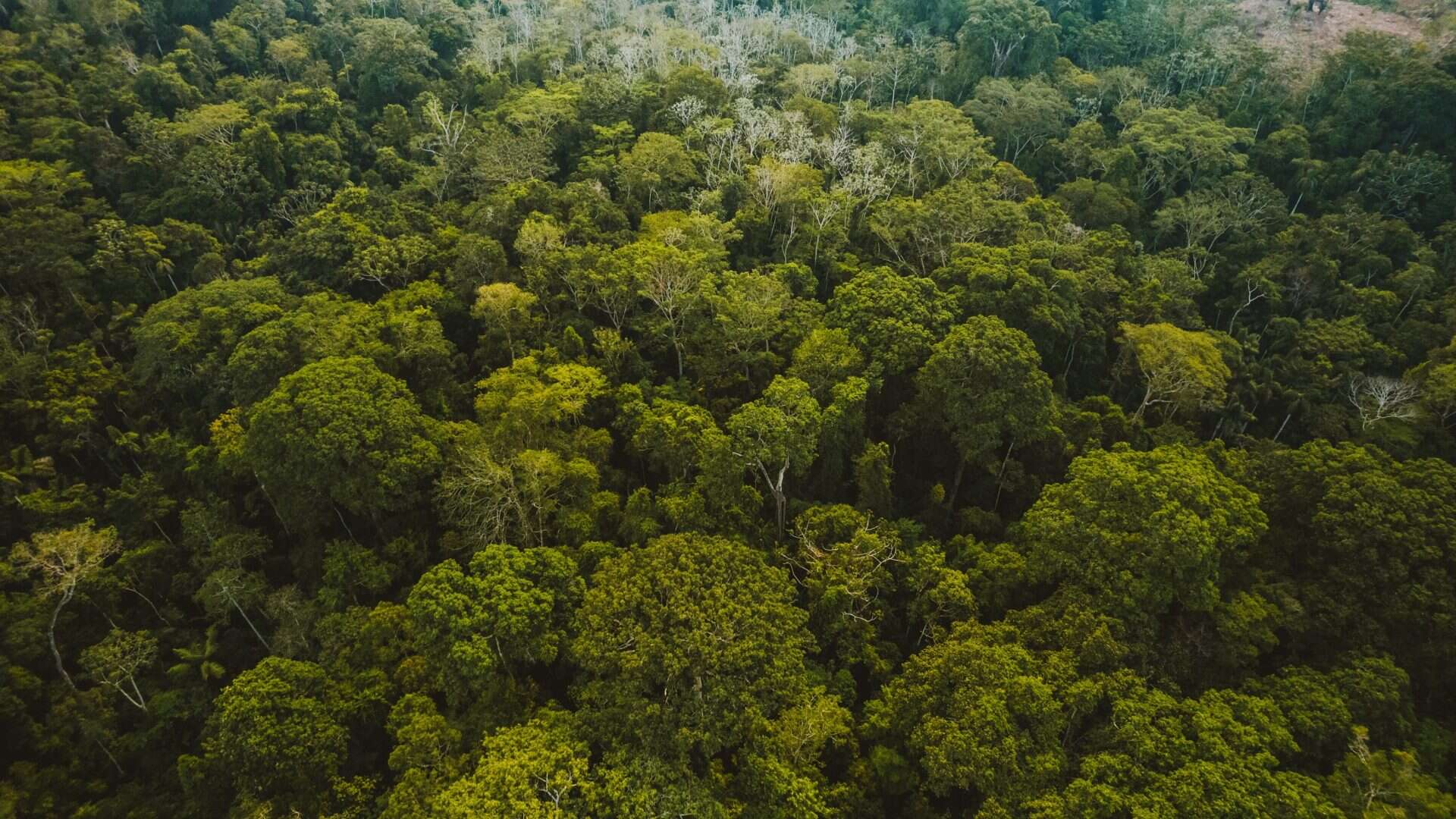 Imagem aérea de Floresta Amazônica / Amazônia