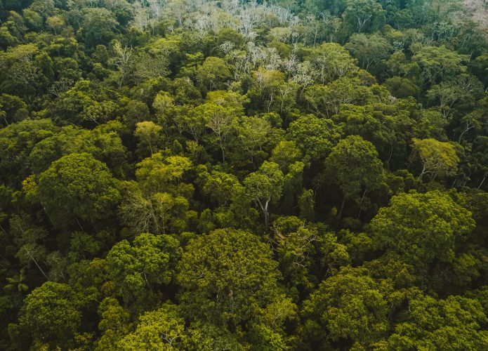 Imagem aérea de Floresta Amazônica / Amazônia