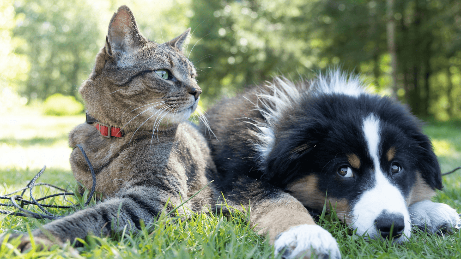 Cão e gato posando para foto