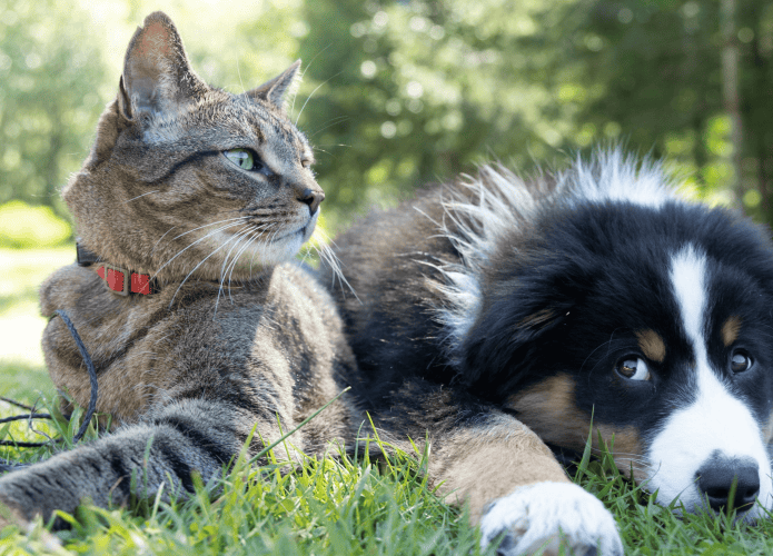 Cão e gato posando para foto