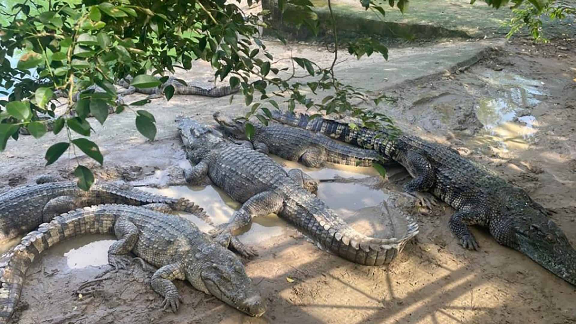 Crocodilos que estão sendo leiloados em seu habitat atual