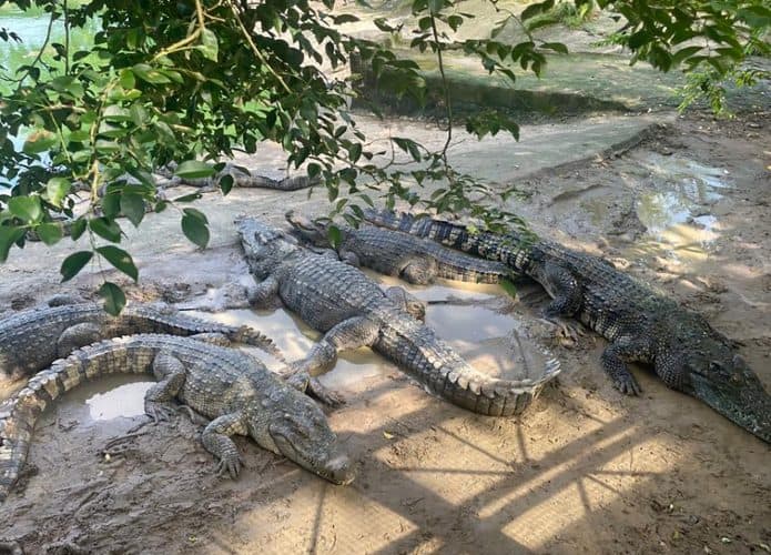 Crocodilos que estão sendo leiloados em seu habitat atual