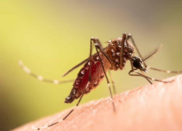 dengue-1-1920x1080-1-695x500