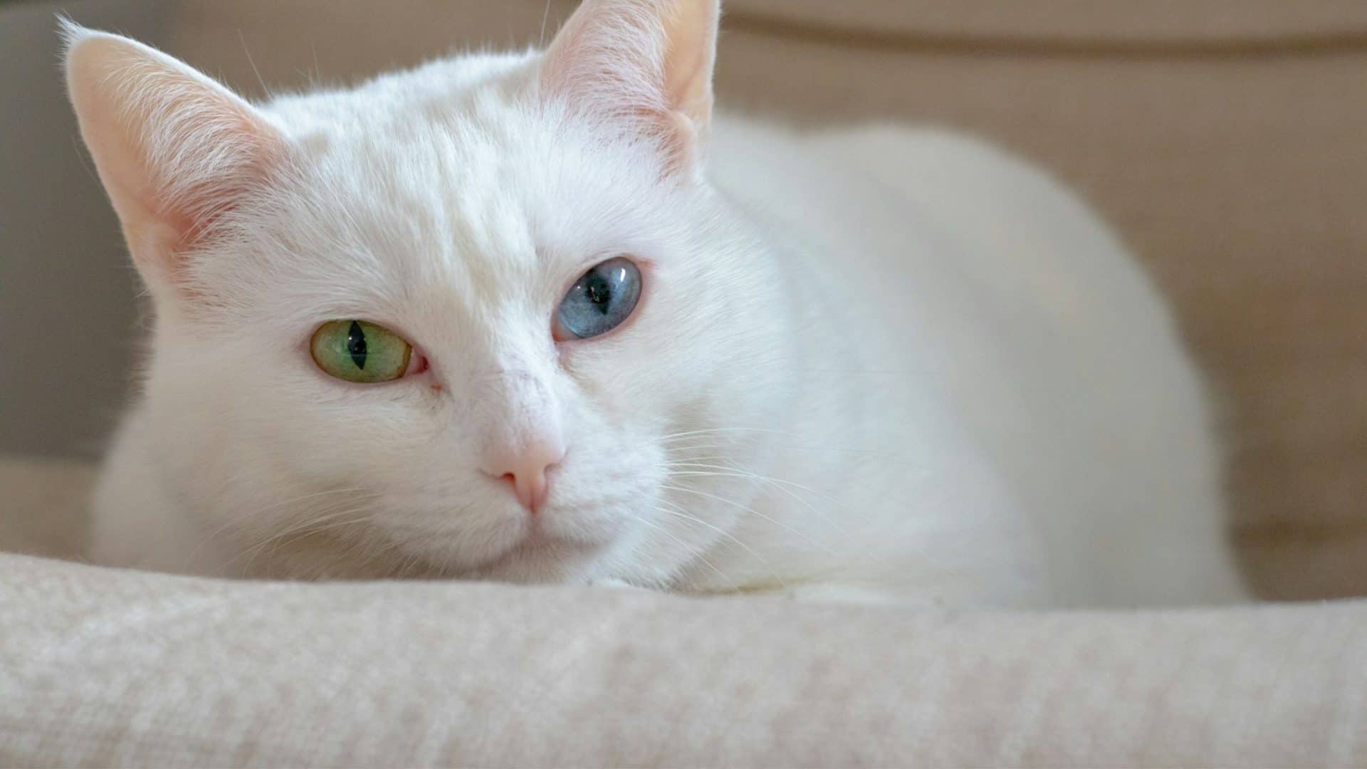 gato branco deitado