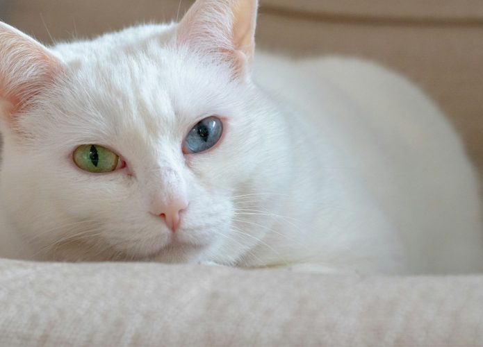 gato branco deitado