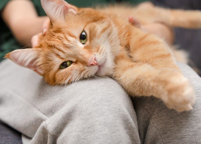 Um gato apoiando a cabeça na perna de uma pessoa