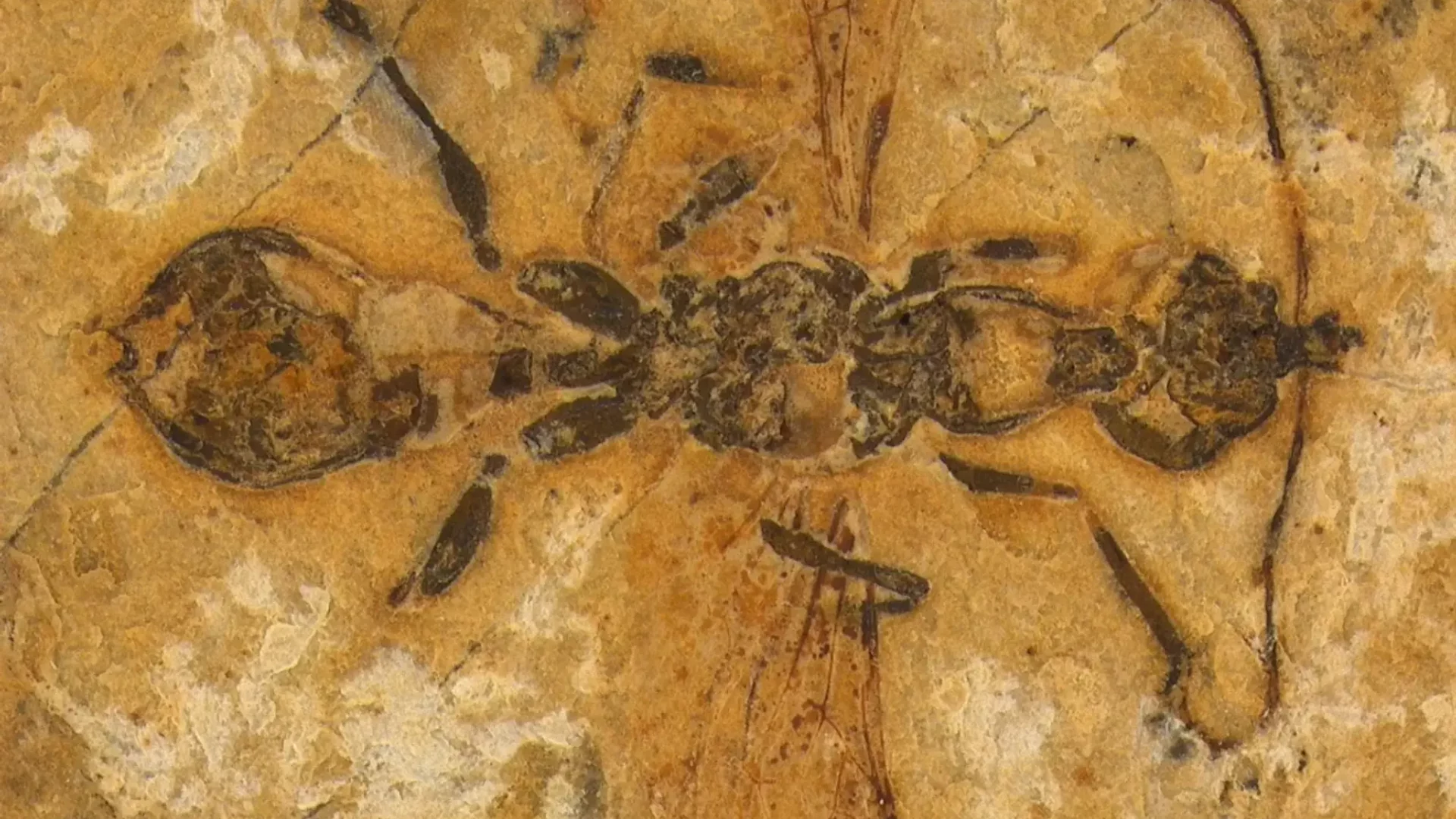 Formiga-do-inferno de 113 milhões de anos encontrada no Brasil